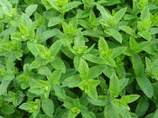 Plant science at the dinner table: peppermint - 4-H Plants, Soils &  Gardening