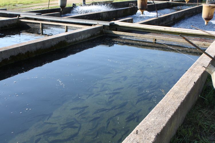 Rainbow trout, such as these, are used to stock cold-water ponds. Photo: Ron Kinnunen