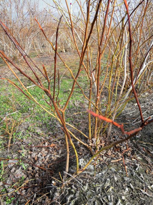 Dark, discolored blueberry shoots were killed by winter cold. Green, lower portions of the shoots were beneath the snow and protected from extreme cold.
