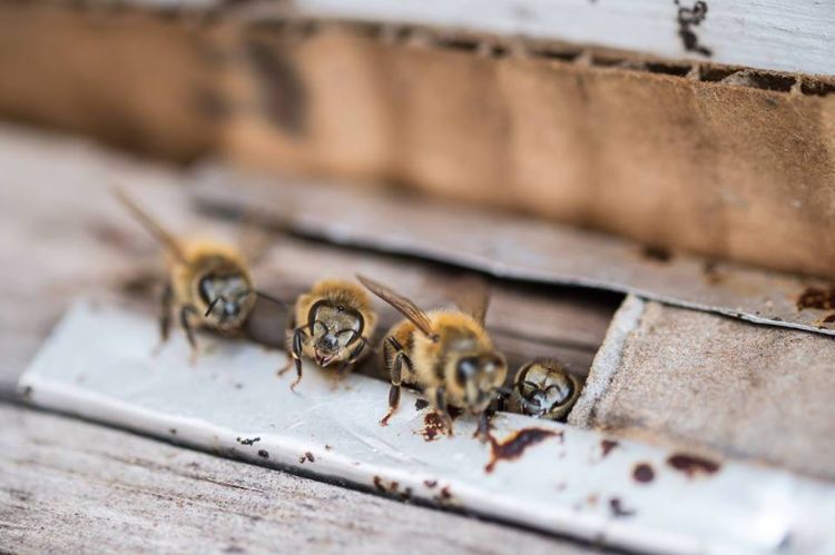 Honey bees on the GREENroof of Bailey Hall.