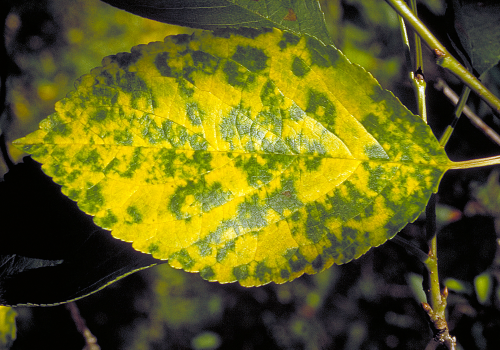 Leaves show yellow mottling with irregular â€œislandsâ€ of green or rings. 