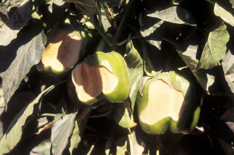 The tan areas of these peppers have been exposed to heat and light, leading to sunscald. Photo: Gerald Holmes, California Polytechnic State University at San Luis Obispo, Bugwood.org.