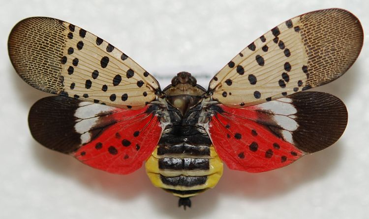 Adult spotted lanternfly.