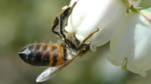 New on-campus center to serve as hub of MSU pollinator research, teaching, outreach