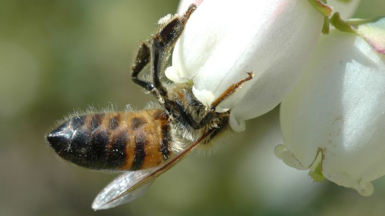 A honey bee visits a blueberry blossom