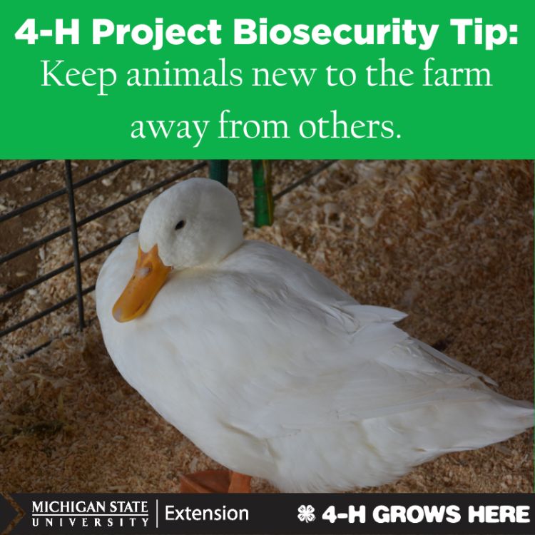 A picture of a duck behind a fence. Text that says 4-H project biosecurity tip: keep animals new to the farm away from others.