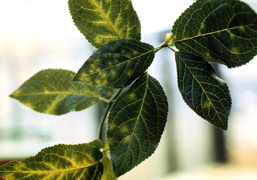  Leaves showing vein yellowing, banding and light green to yellow rings. 