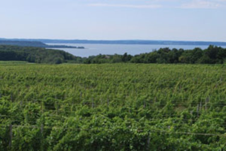 Michigan wine vineyard