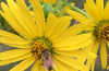 Bees on a cup plant