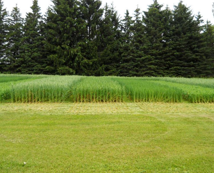 Oat strip plots on July 11, 2016. All photos: Jim Isleib, MSU Extension.