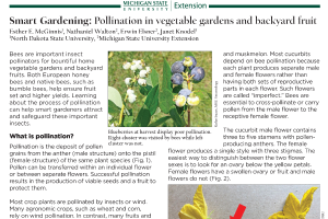 Smart Gardening: Pollination in vegetable gardens and backyard fruit