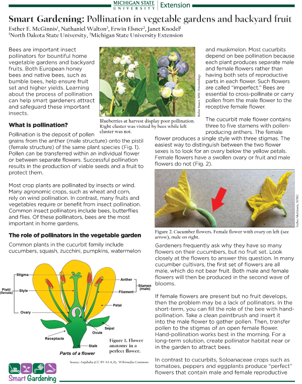 Why Flowering Plants Need Pollinators