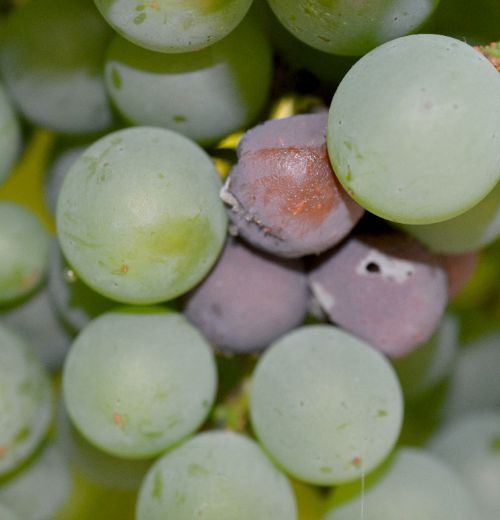 Developing botrytis infection on injured Niagara grapes. Photo by Keith Mason, MSU Entomology. 