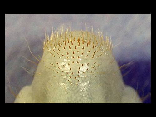 Masked Chafer Larva 