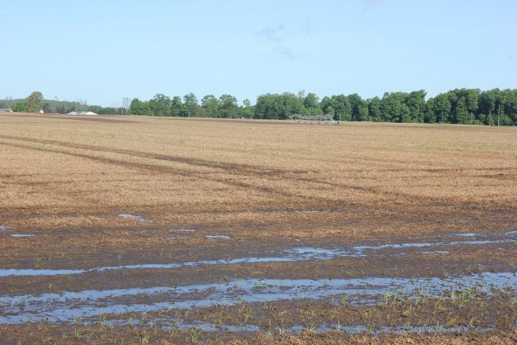 Irrigated field with standing water