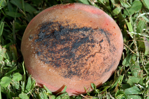  Rotted fruit appears similar to brown rot, but is slightly darker. 