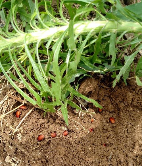 Asiatic garden beetle adults