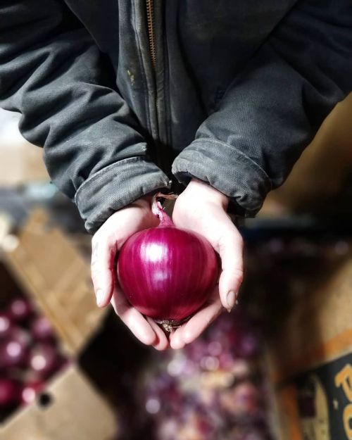 Hands holding an onion.