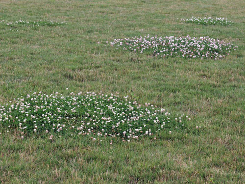  White Clover5.jpg 