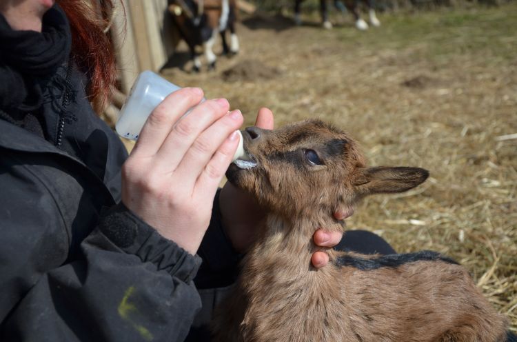 Feeding a goat