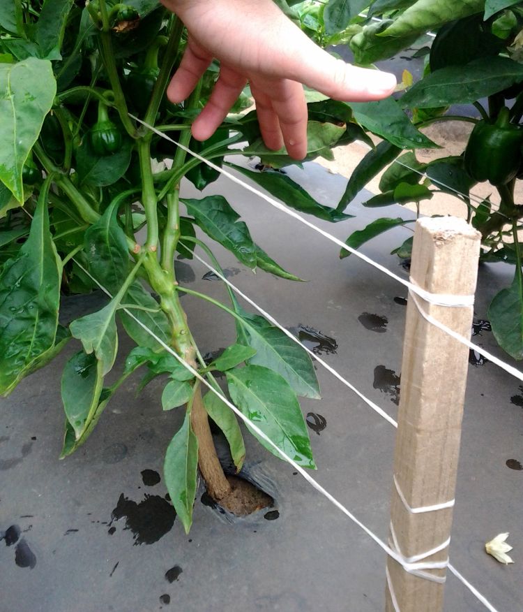 Double row, staked and tied peppers. Photo by Ben Phillips, MSU Extension.