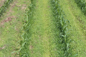 Overcoming Weed Management Challenges in 2016
