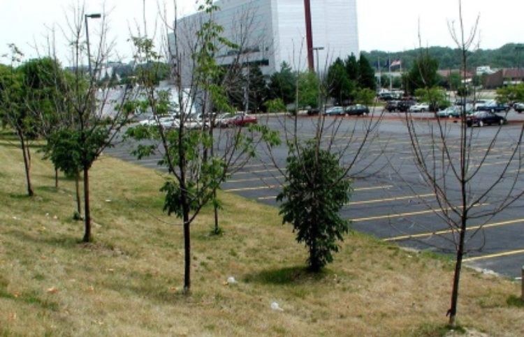 Ash being killed by emerald ash borer. Photo credit: David Cappaert, Michigan State University