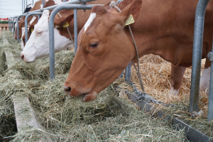 Michigan Hay Sellers List helps buyers locate scarce hay