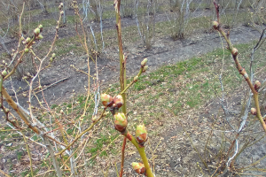 West central Michigan small fruit update - April 26, 2022