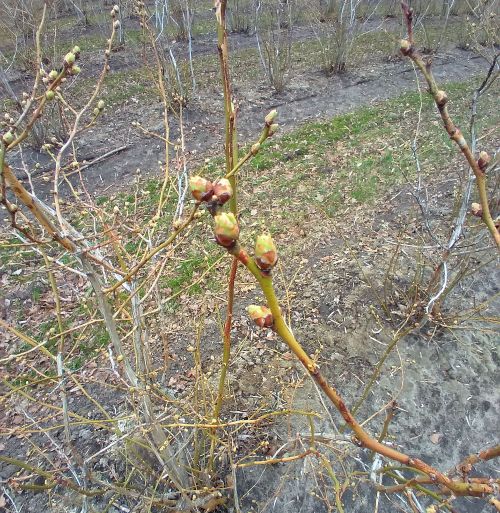 Blueberries in bud break stage.