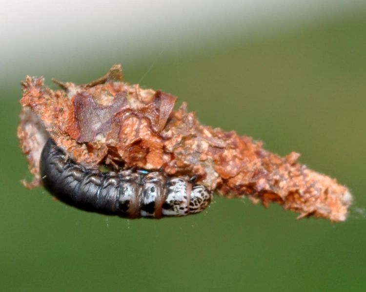 Bagworms outlet