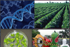 HRT 486: Biotechnology in Agriculture: Applications and Ethical Issues
