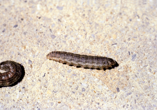 Larvae have smooth bodies with a dull gray-brown background color with stripes or spots or splotches. 