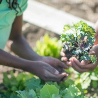Children plant a kale transplant.