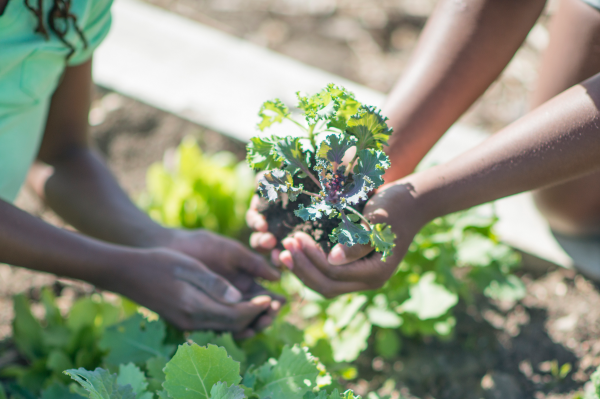 Children plant a kale transplant.