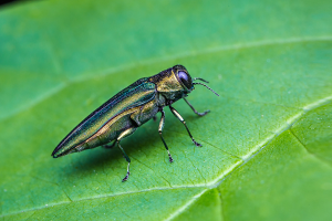 How to control invasive pests while protecting pollinators and other beneficial insects