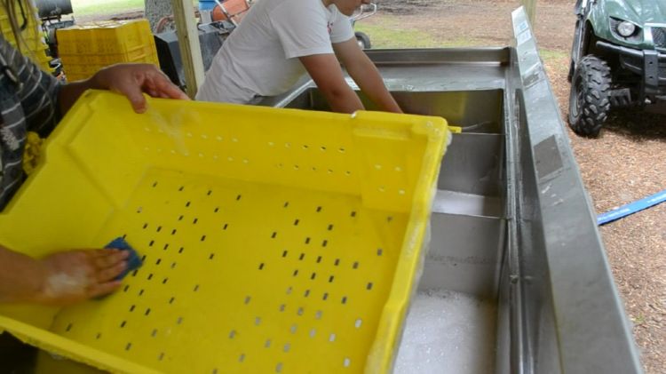 Farm workers cleaning and sanitizing food containers.