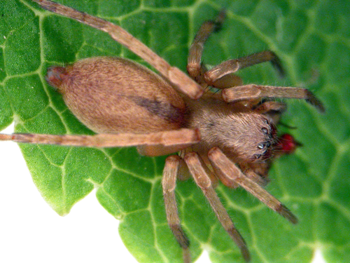 Sac spiders are pale with few markings.