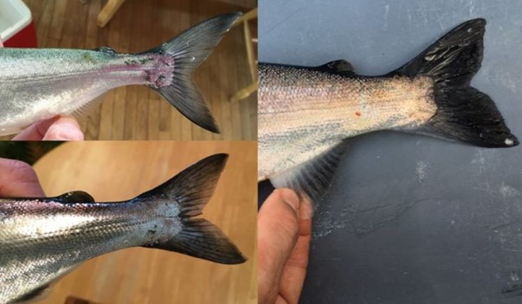 Three different salmon tail fins are shown. The caudal fin of a 10.5-inch Chinook salmon (left above) has no spots, while the 11.75-inch Chinook salmon (left below) is beginning to develop dark spots and lose its fork. Note that the shape of the anal fin is different than coho salmon (right) even in small fish.