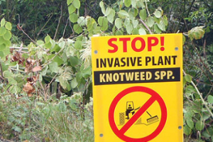 Do not mow Japanese Knotweed