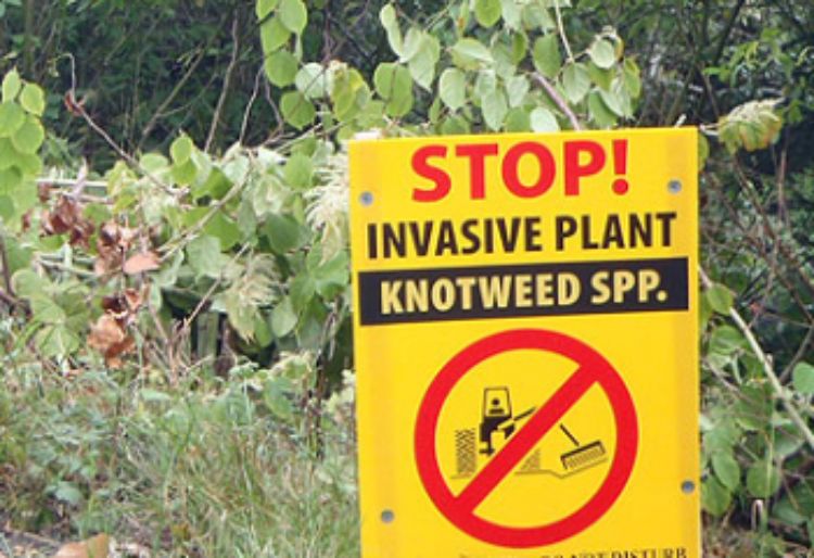 Informational sign regarding a Japanese Knotweed control site in British Columbia. Photo credit: Invasive Species Council of British Columbia.