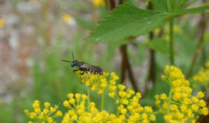 Michigan insects in the garden – Week 13: Crabronid wasps