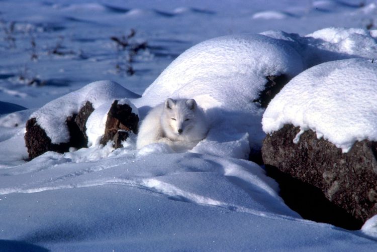 Arctic foxes adapt to winter by growing a thicker, white coat that better insulates them and serves as camouflage.