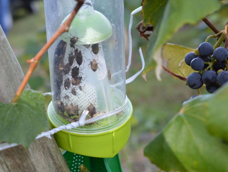 Abundant brown marmorated stink bug trapped in a Concord vineyard. All photos by Keith Mason, MSU.