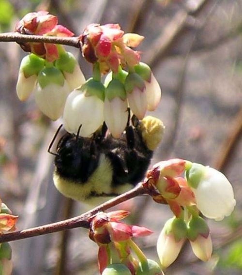 Bumble bee on blueberries.