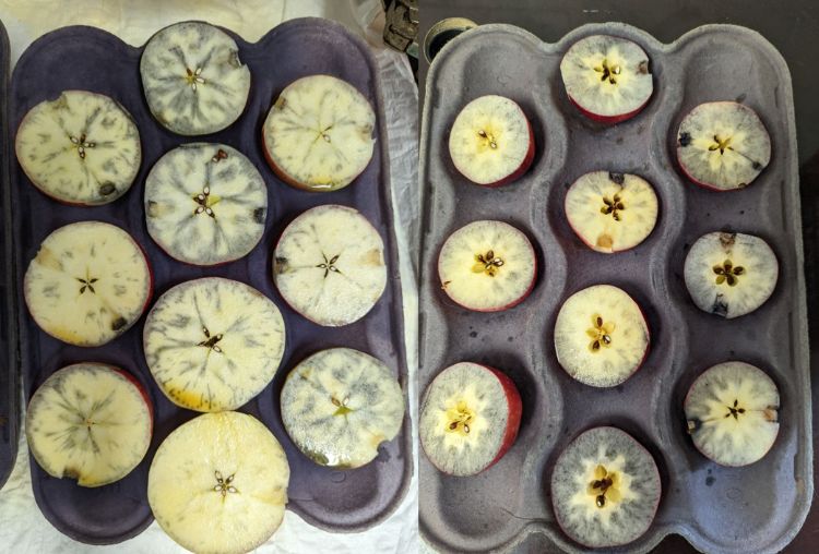 Untreated apples stained with iodine for starch testing.