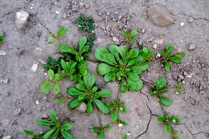Carpetweed – Mullogo verticillata