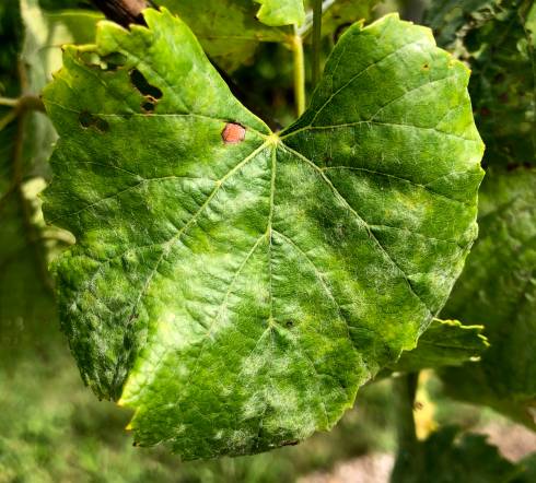 2018 Grapevine powdery mildew fungicide resistance survey ...