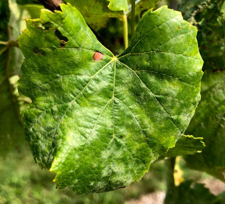 Powdery mildew on grape leaf