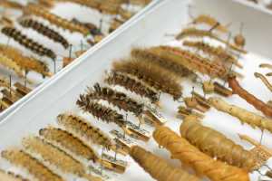 Skewered caterpillars are examples of 19th century collection methods